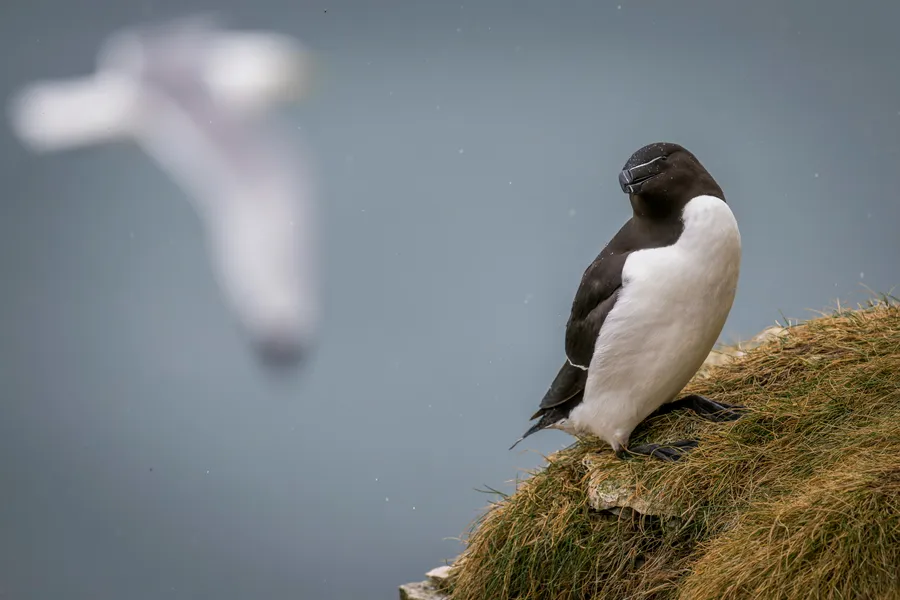 Razorbill seabird perched on coastal rocks with the sea in the background