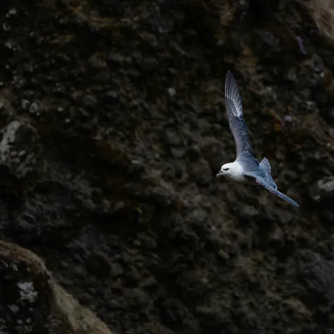 Fulmar gliding above the Cornwall cliffs