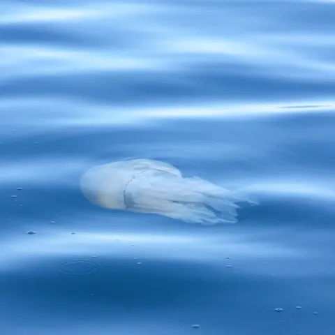 Jellyfish drifting in clear blue water