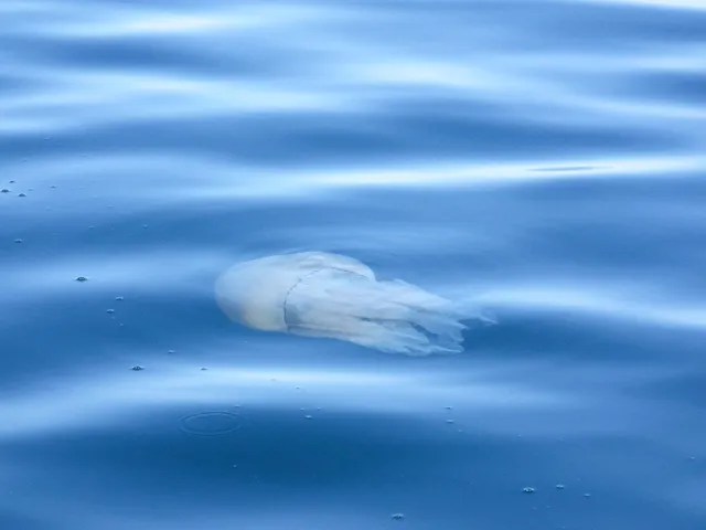 Jellyfish drifting in clear blue water