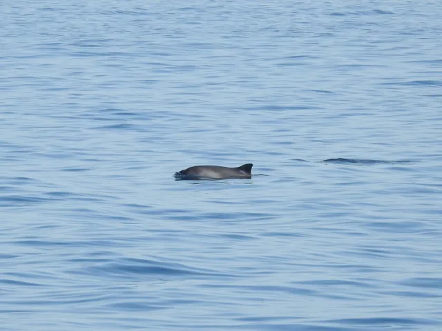 Harbour porpoise surfacing in calm sea water
