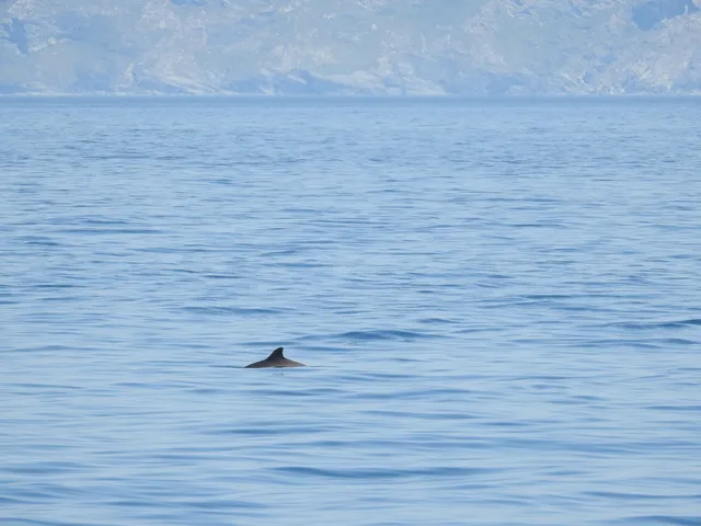 Porpoise dorsal fin breaking the sea surface