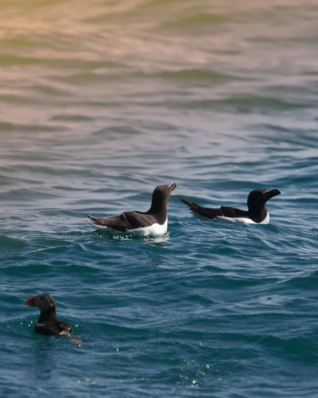 Razorbill and Puffin seabirds swimming on the surface of the sea.