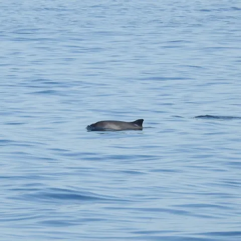 Harbour porpoise surfacing in calm sea water