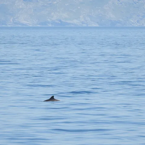 Porpoise dorsal fin breaking the sea surface