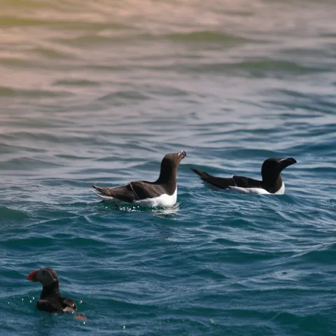 Razorbill and Puffin seabirds swimming on the surface of the sea.