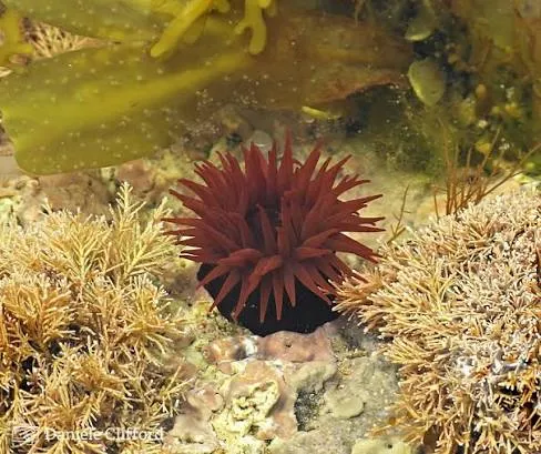 Marine life in clear Cornish water