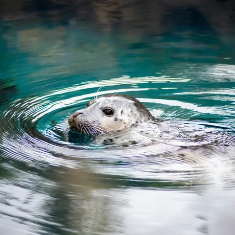 Grey seal swimming near the rocky shoreline with its head above the water