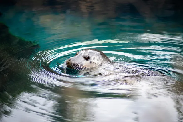 Grey seal swimming near the rocky shoreline with its head above the water
